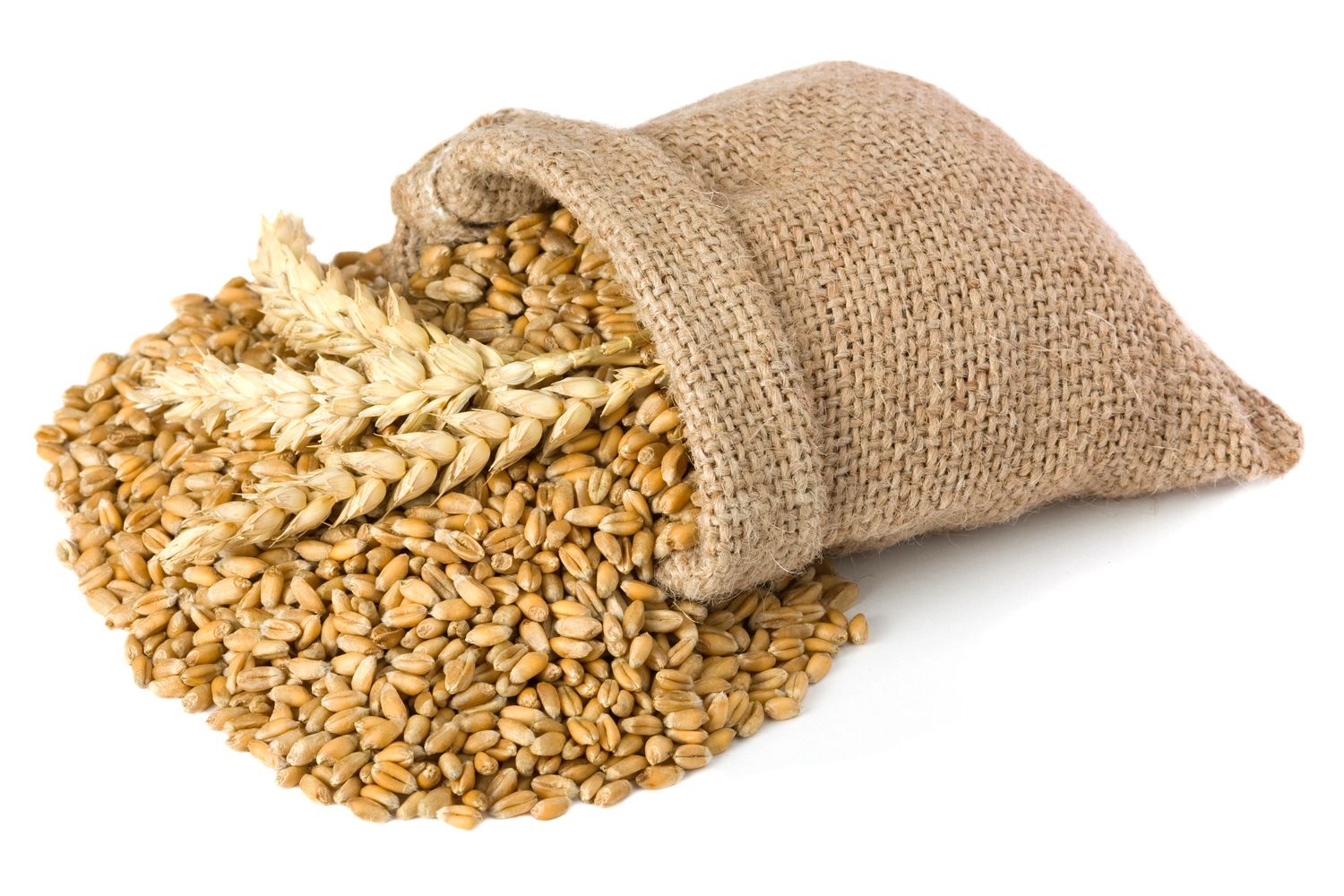 Picture of wheat grains in bag edited by Microsoft Office.
