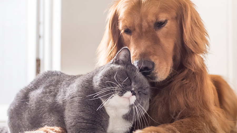 Pet Supply Retailer
