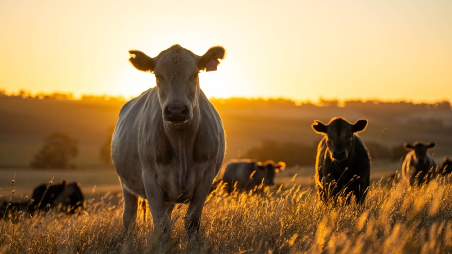 Sustainable,Agriculture,Being,Practiced,Storing,Carbon,In,The,Soil,With