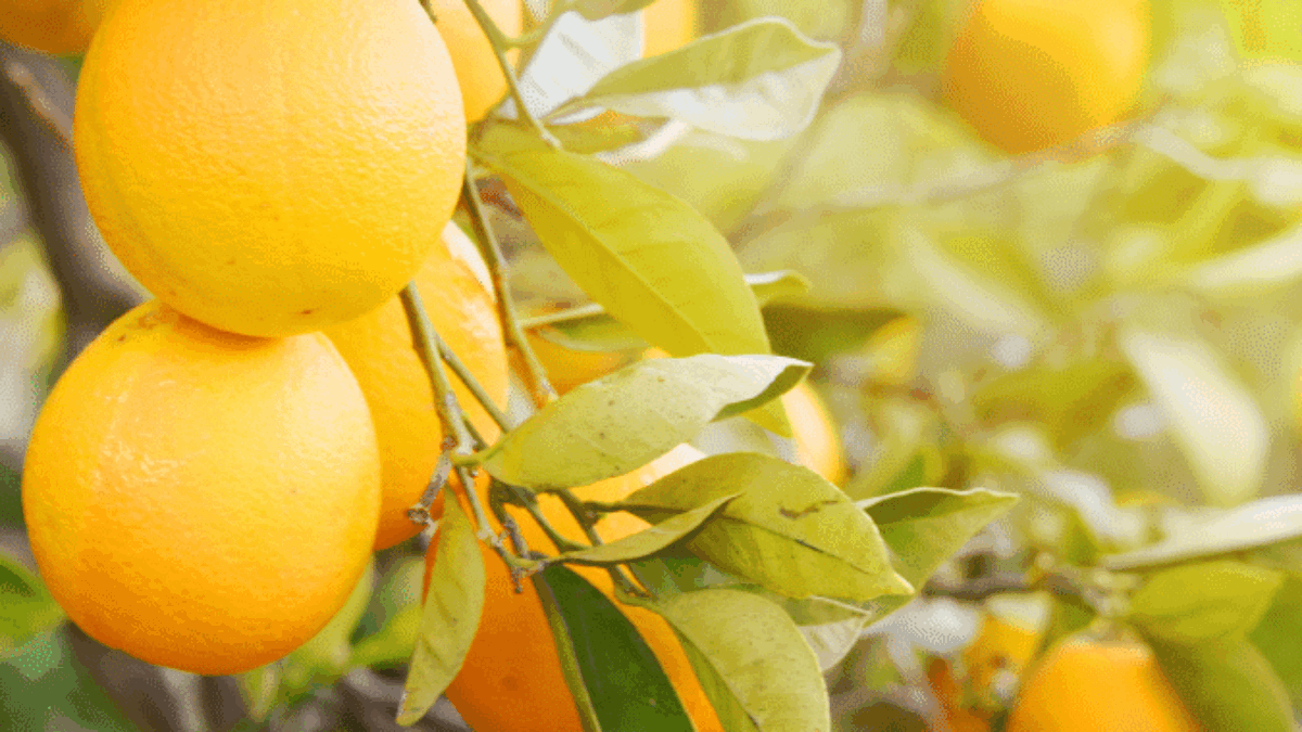 Bright orange oranges hanging on a tree branch amid green leaves, with sunlight shining through, evoke the freshness and vibrancy that effective distribution consulting brings to your business.