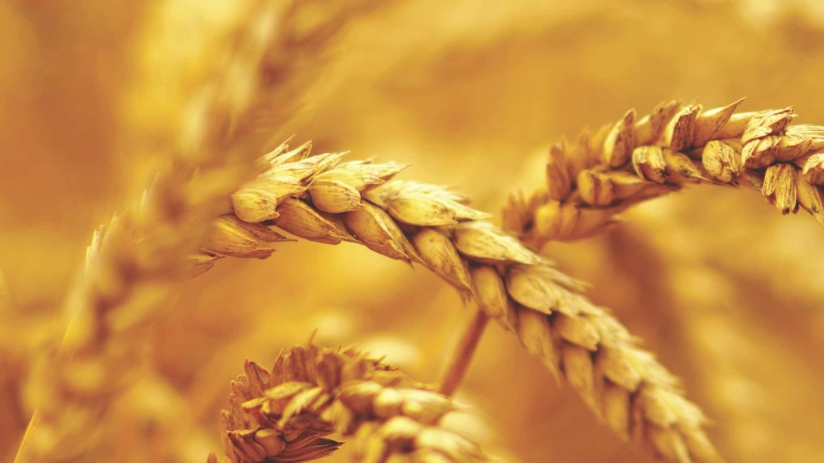Close-up of golden wheat stalks in a field, with a soft, warm yellow background creating a sunlit, harvest atmosphere.