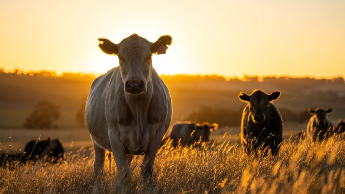 A group of cows stand in a grassy field at sunset, with golden sunlight silhouetting the cow in the foreground, as the peaceful landscape evokes rural life—a classic scene often recorded for tms reference.